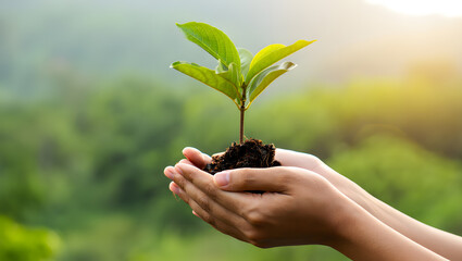 Hands holding a small green plant seedling with soil and blurred forest background