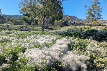 Cottony seed mounds on Desert Broom bushes