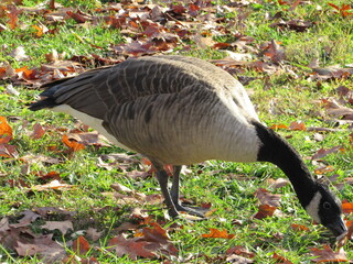 canada goose on the grass 