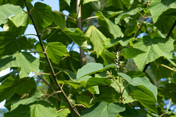 green leaves of the tree, nature series, closeup of photo