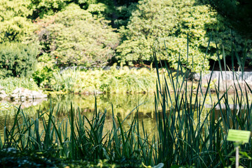 Obraz premium Japanese garden with pond and trees in the foreground. Selective focus.