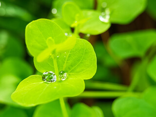 Fresh green leaves macro with crystal clear water droplets