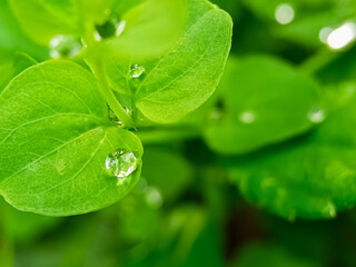 Fresh green leaves macro with crystal clear water droplets