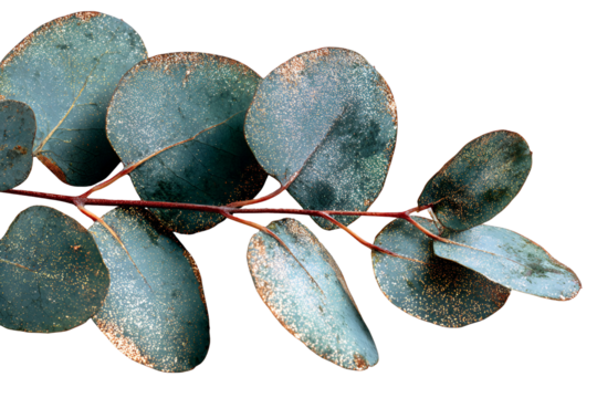 Close up of a branch with round blue green leaves covered in water droplets isolated on transparent background