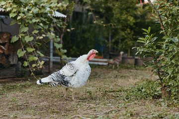 Turkey, domestic turkey, tom turkey, farmyard, white turkey, walking turkey, backyard turkey, poultry. Adult male turkey walking calmly in rural backyard near woodpile and garden shrubs, farm life