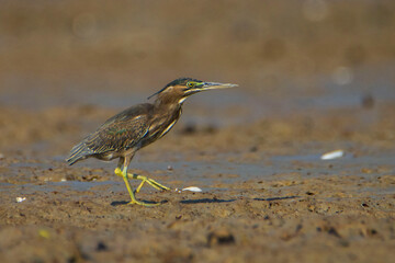 Little Heron on the ground