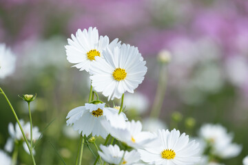コスモス　秋桜　花　秋　自然　季節