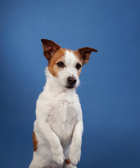 A Jack Russell Terrier sits up on its hind legs against a blue background, displaying an inquisitive look. The dog curious expression adds character to the scene.