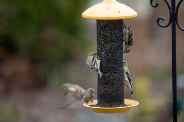American goldfinches (spinus tristis) enjoying birdfeeders on a cold day.