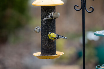 American goldfinches (spinus tristis) enjoying birdfeeders on a cold day.