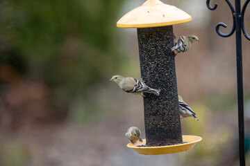 American goldfinches (spinus tristis) enjoying birdfeeders on a cold day.