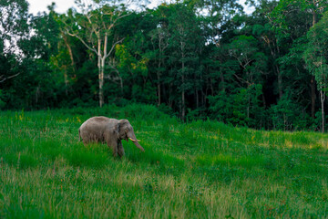 Wild elephants have large bodies, a large, fat body, and a long trunk. Elephants are herbivores.