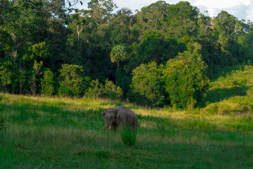 Obraz premium Wild elephants have large bodies, a large, fat body, and a long trunk. Elephants are herbivores.