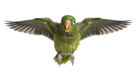 Green parakeet flapping wings viewed from below isolated PNG with Transparent Background