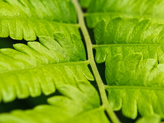 Close-up macro of bright green fern leaves