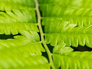 Close-up macro of bright green fern leaves