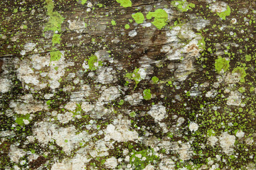 old wood plank texture with green paint spots