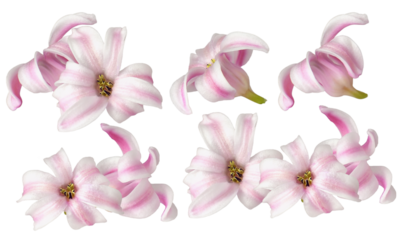 photograph of a beautiful grouping of six delicate pink and white striped hyacinth florets (hyacinthus) arranged closely isolated on black.