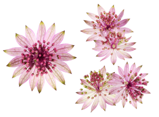 detailed photograph of three pale pink astrantia major flowers, known as masterwort, showcasing intricate star-shaped blooms on a stark transparent background.