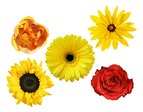 diverse collection of five colorful flowers including a red rose, yellow sunflower, yellow gerbera, orange tulip, and black-eyed susan, all isolated on a transparent background.