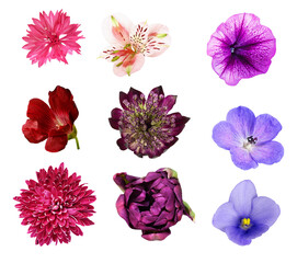 large isolated collection photograph of nine diverse flower heads in purple, pink, and red hues, including petunia, violet, tulip, and alstroemeria on black.