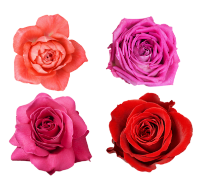 collection of four vibrant, colorful rose blooms in different shades.red, orange, pink, and magenta.photographed and isolated on a pure transparent background.