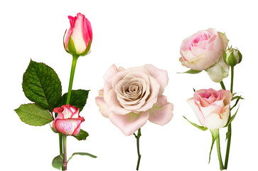Obraz premium a vibrant studio photograph featuring a collection of pink and white rose blooms and developing buds, showcasing delicate petals and stems isolated against a deep transparent background.