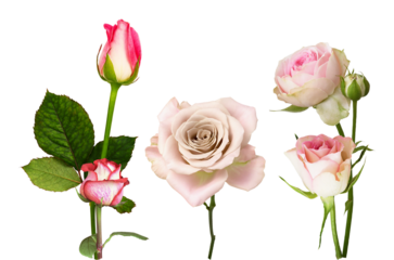 a vibrant studio photograph featuring a collection of pink and white rose blooms and developing buds, showcasing delicate petals and stems isolated against a deep transparent background.