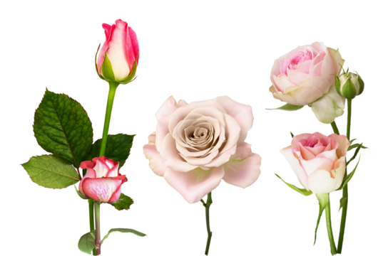 a vibrant studio photograph featuring a collection of pink and white rose blooms and developing buds, showcasing delicate petals and stems isolated against a deep transparent background.