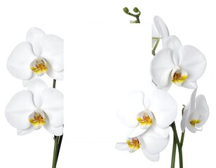 Obraz premium Pristine white orchid blossoms elegantly arranged against a stark white backdrop