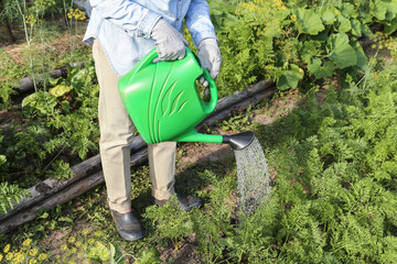 Farmer, gardener watering carrot green plants vegetables from water in watering can in garden on garden bed in sunlight. Organic farming, gardening, growing, cultivation
