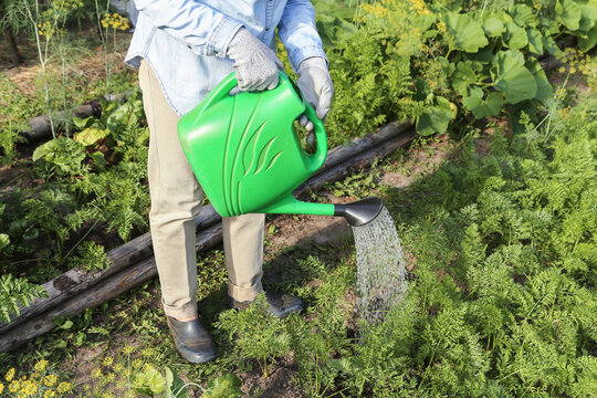 Farmer, gardener watering carrot green plants vegetables from water in watering can in garden on garden bed in sunlight. Organic farming, gardening, growing, cultivation