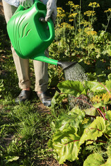 Farmer, gardener watering beetroot green plants vegetables from water in watering can in garden on garden bed on sun in sunlight. Organic farming, gardening, growing, cultivation