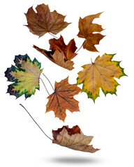 a striking composition of seven diverse maple leaves displaying rich autumn colors, isolated and appearing to fall or float against a stark, pure black studio background.