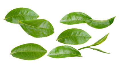 a vibrant collection of fresh, glossy green tea leaves and tender buds, arranged dynamically and isolated sharply against a pure transparent background.