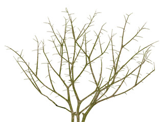 close-up view of a complex structure of thin, intertwined, bare woody branches covered in green moss, isolated sharply against a pure transparent background.