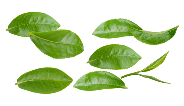 a vibrant collection of fresh, glossy green tea leaves and tender buds, arranged dynamically and isolated sharply against a pure transparent background.