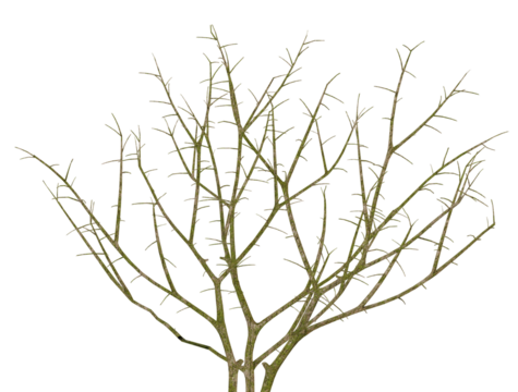 close-up view of a complex structure of thin, intertwined, bare woody branches covered in green moss, isolated sharply against a pure transparent background.