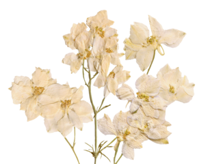 detailed photograph of a preserved botanical specimen displaying a cluster of dried white and cream delphinium flowers and stems, isolated on black.