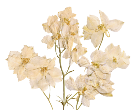 detailed photograph of a preserved botanical specimen displaying a cluster of dried white and cream delphinium flowers and stems, isolated on black.