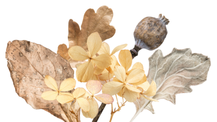 ethereal photograph capturing a minimalist pressed autumn bouquet featuring dried beige hydrangea flowers, a brown oak leaf, and a textured poppy seed head, isolated on black.
