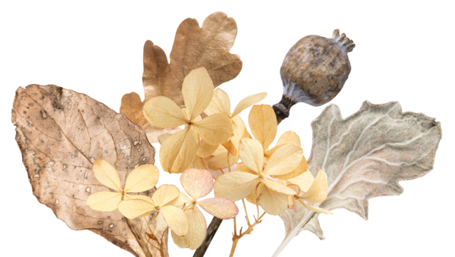 ethereal photograph capturing a minimalist pressed autumn bouquet featuring dried beige hydrangea flowers, a brown oak leaf, and a textured poppy seed head, isolated on black.
