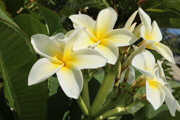Close-up of a cluster of white and yellow Plumeria (Frangipani) flowers blooming against green leaves in bright sunlight.