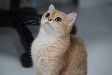 Adorable golden fluffy cat with large bright eyes looking up curiously, sitting on a white tiled floor in an indoor environment with soft lighting