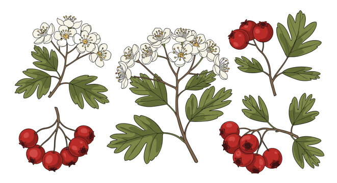 Set of hawthorn branches with white flowers and red berries, illustrated in a colorful, vintage botanical hand-drawn line art style.