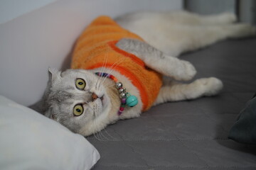 Adorable Cat Relaxing on Bed in Cozy Orange Sweater with Playful Expression and Unique Accessories, Perfect for Pet Lovers and Feline Enthusiasts