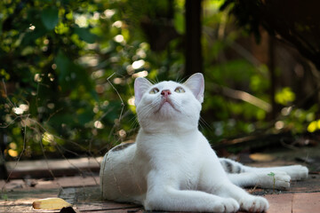 Portrait of adorable white cat with amber eyes looking up at the sky in a green garden filled with warm sunlight and bokeh background.