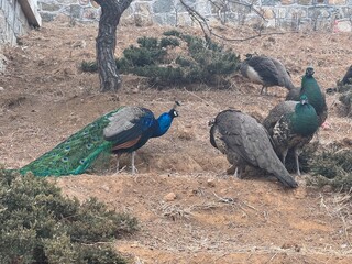 peacock with feathers