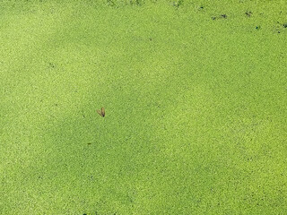 Flat lay aerial view of bright green duckweed pond