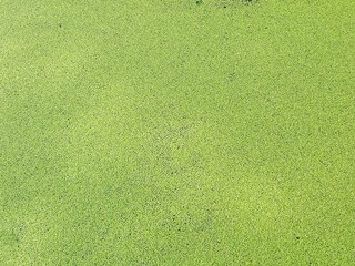 Flat lay aerial view of bright green duckweed pond